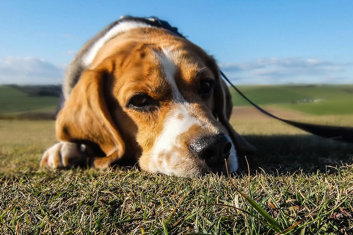 Overweight dogs respond well to high-protein, high-fiber diet