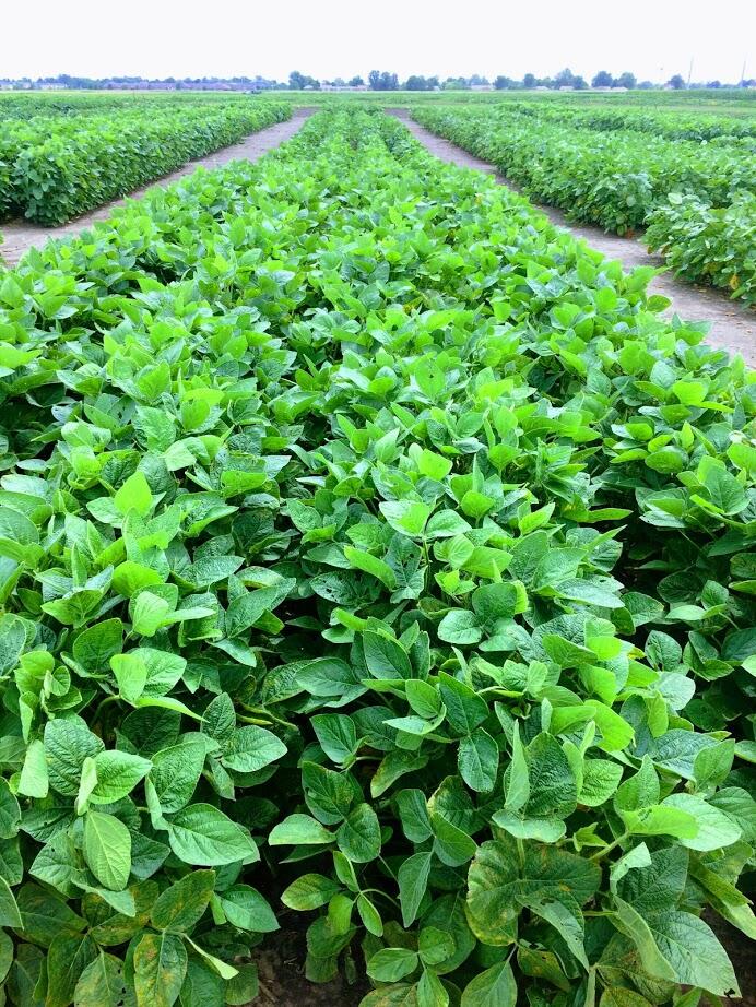 New planting guidelines could boost edamame profits New planting guidelines could boost edamame profits