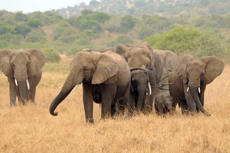 A herd of elephants