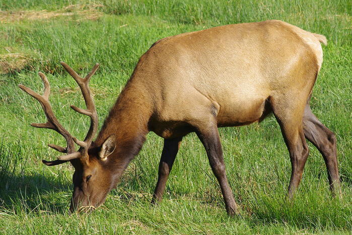 An elk bull in a grass field