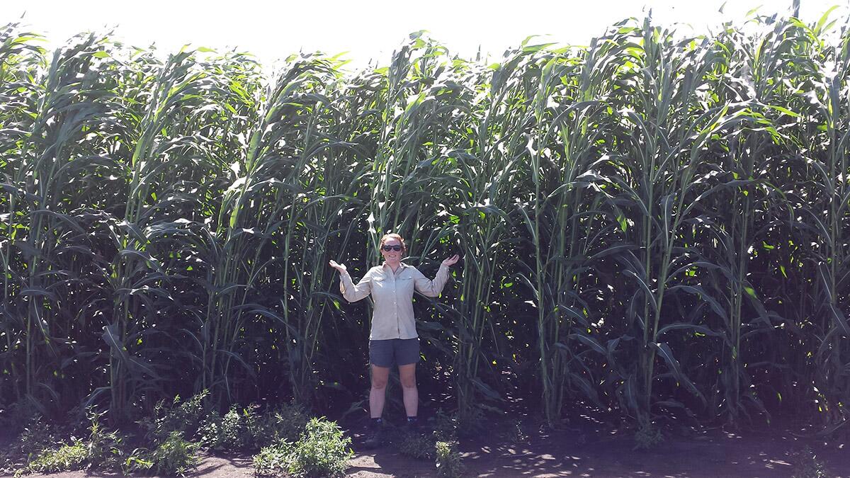 Energy sorghum may combine best of annual, perennial bioenergy crops