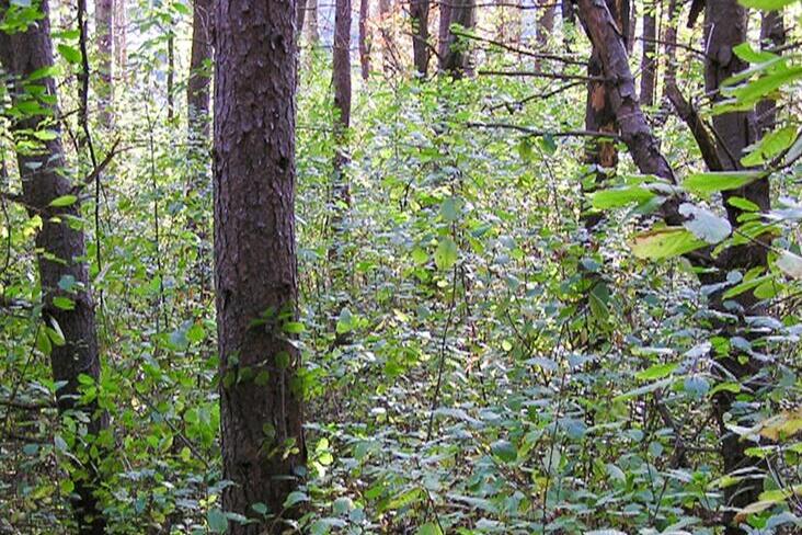 glossy buckthorn in eastern white pine forest