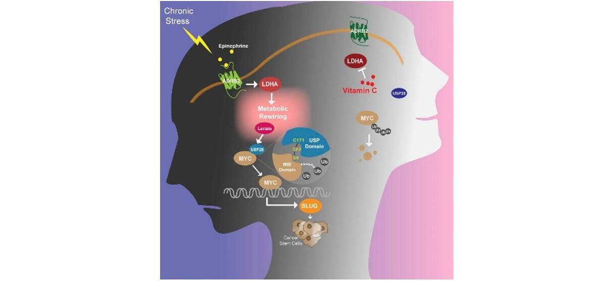 Mouse study reveals how chronic stress promotes breast cancer stem cells, identifies vitamin C as effective therapy