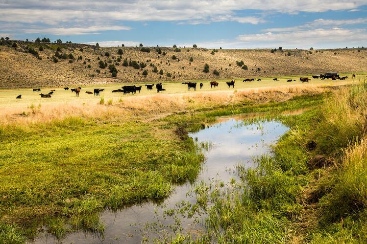 A landscape with grazing cattle near a stream of water