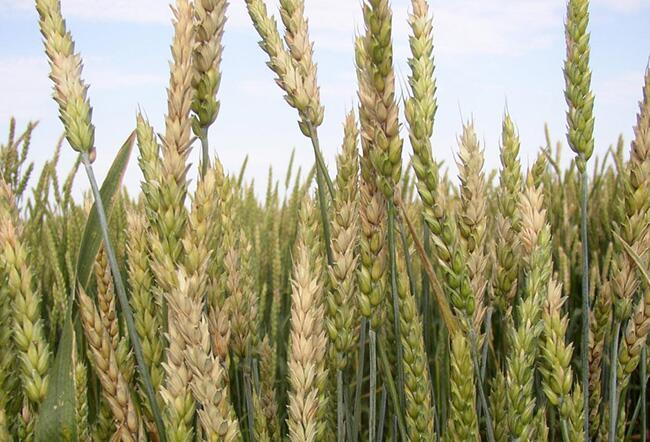 Resistance to Fusarium head blight holding in Illinois, study says