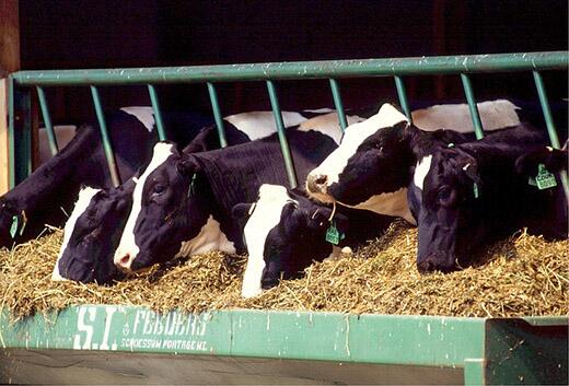 Clay as a feed supplement in dairy cattle has multiple benefits, according to Illinois research