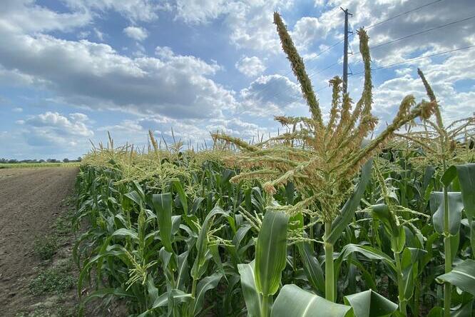 Photo by Lauren D. Quinn Sweet corn in a field