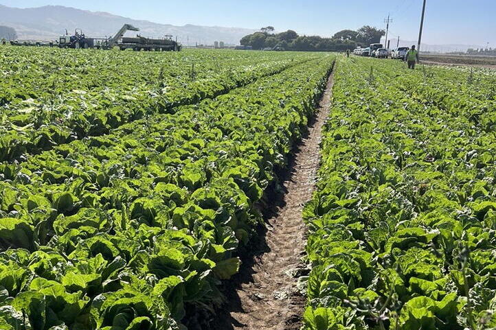 A field of leafy greens with agricultural equipment and mountains in the background. 