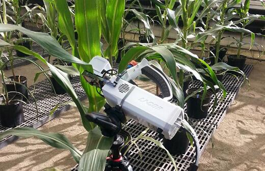 Breeding corn for water-use efficiency may have just gotten easier