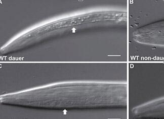 Protein involved in nematode stress response identified