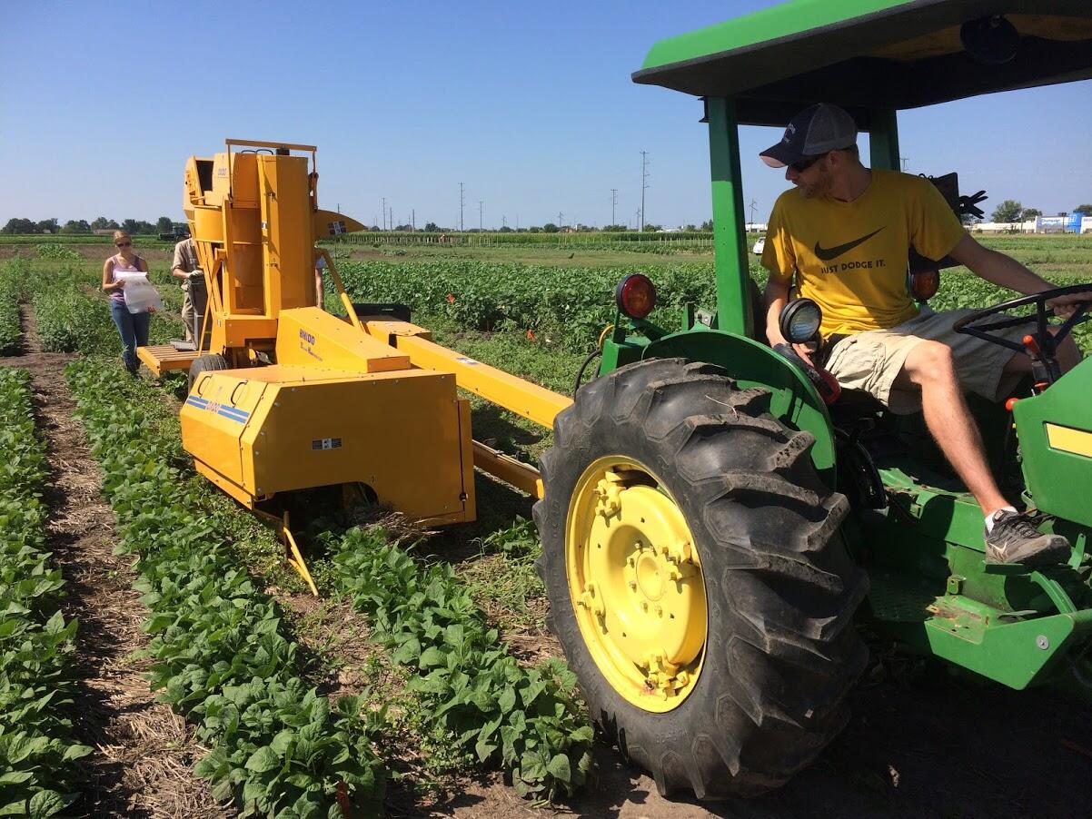 Cover crop could solve weed problems for edamame growers
