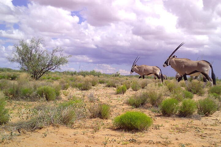 Gemsbok in the Jornada Basin, part of the Chihuahuan Desert in New Mexico. Credit Jornada Basin LTER.