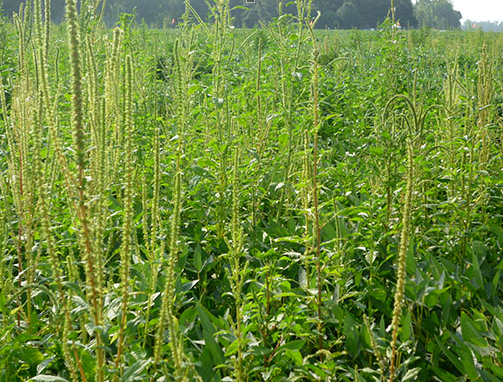 Study explains waterhemp’s metabolic resistance to topramezone