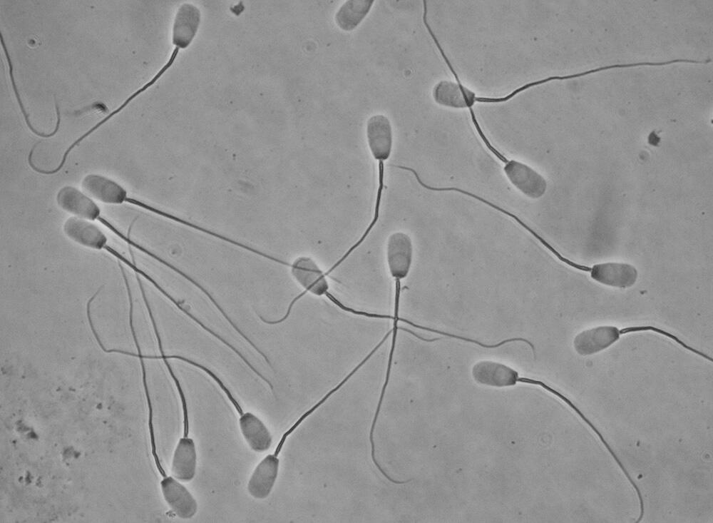 Sugar promotes sperm longevity in pig reproductive tract