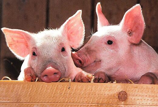 Calcium-to-phosphorus ratio established for 11-to-22-kg pigs
