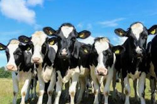 Cattle in a line