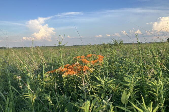 Butterfly milkweed in a tallgrass prairie.