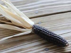 Natural pigment in purple corn fights diabetes, study shows