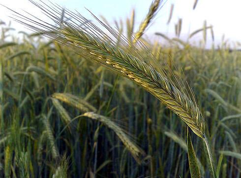 Study finds hybrid rye may be used as an alternative to corn in pig diets