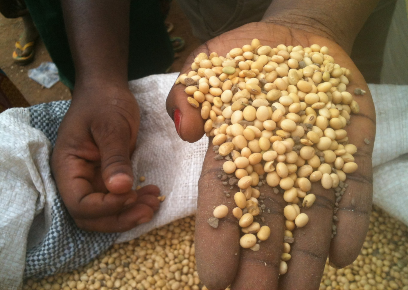 Soybean Innovation Lab releases new guide to African soybean seedborne diseases and pests