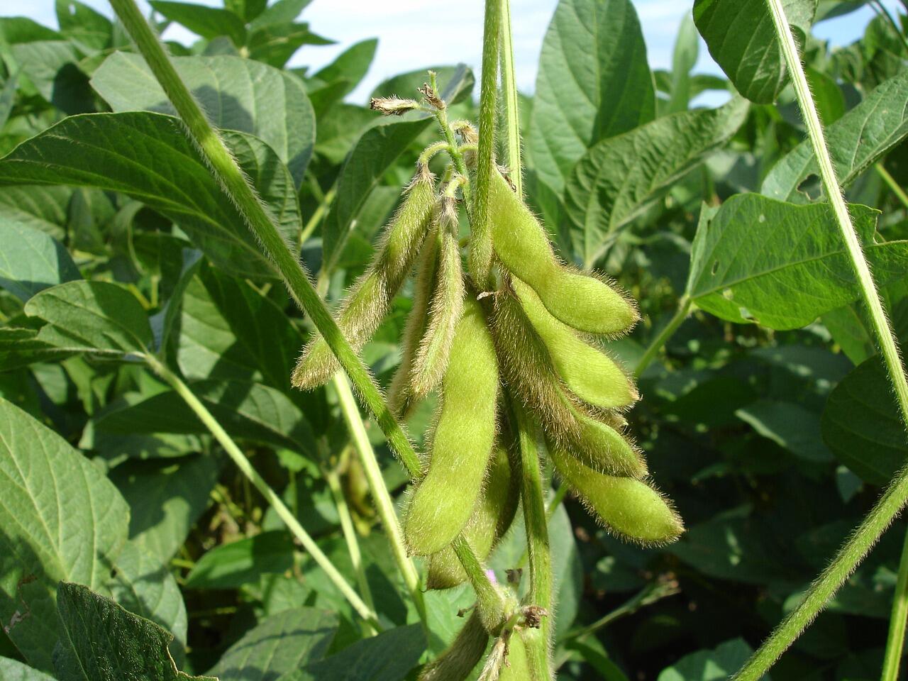 Drones and AI detect soybean maturity with high accuracy