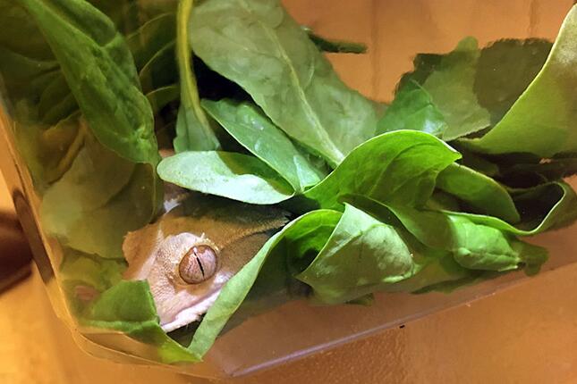 There’s a lizard in my lettuce: Illinois study spotlights surprising finds in salads