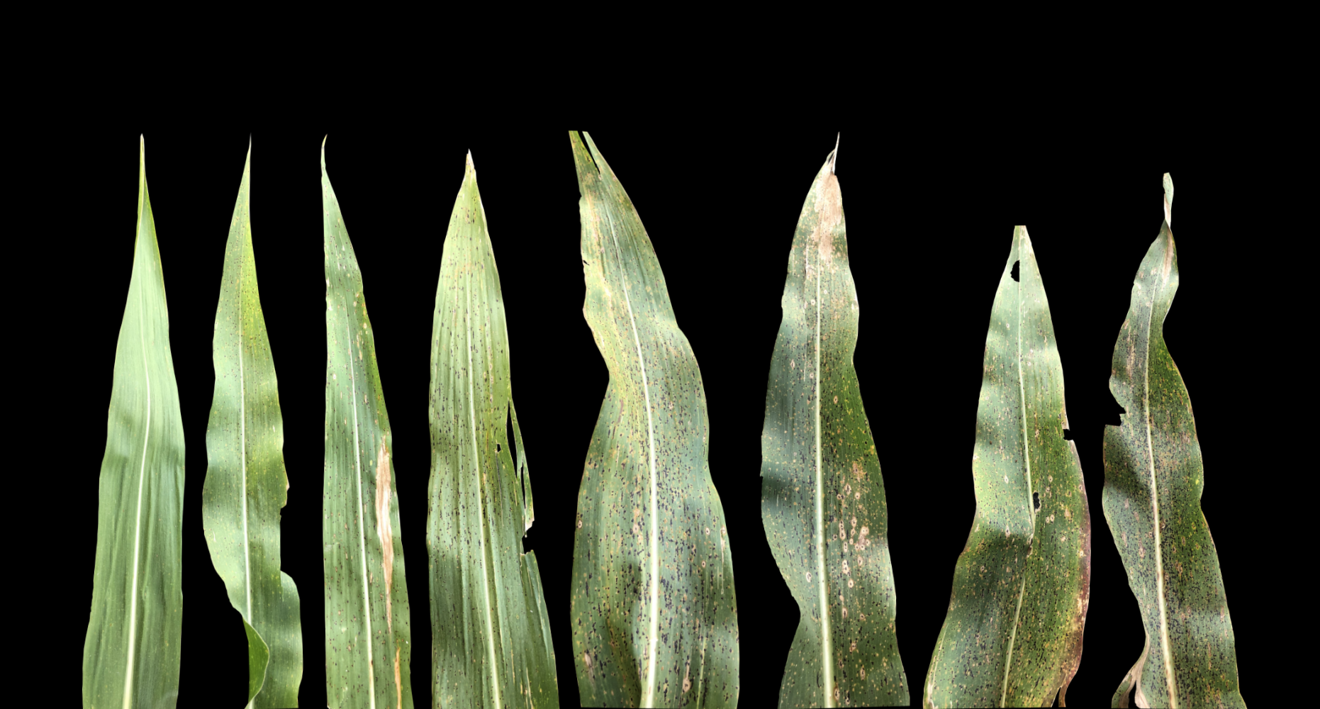 Illinois researchers find exotic sources of resistance to tar spot in corn