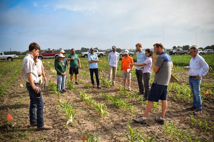 Group of people circled around stunted whitish corn rows