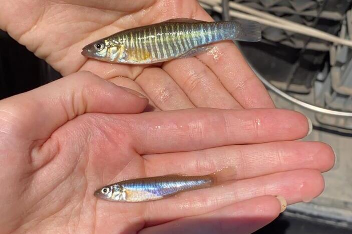 Eastern and Western Banded Killifish