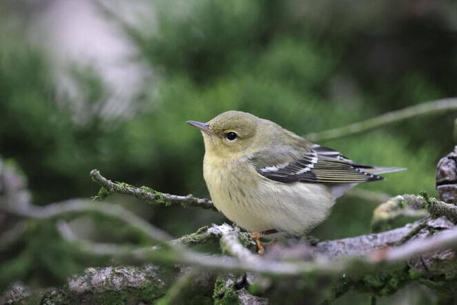 A small songbird with olive-green and yellow feathers is perched on a mossy branch against a blurred green background.