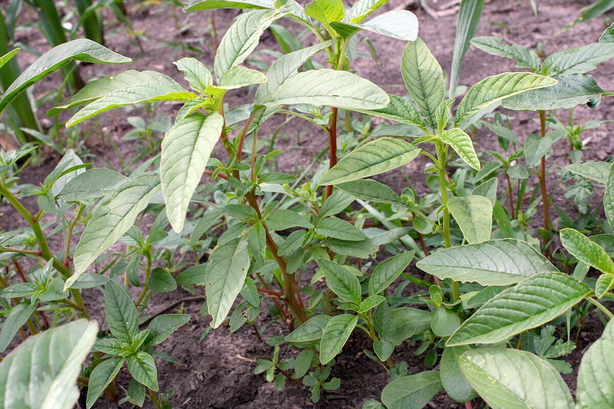 Scientists track the invasion of herbicide-resistant weed into Canada