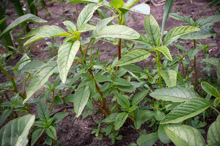 Small waterhemp plants 