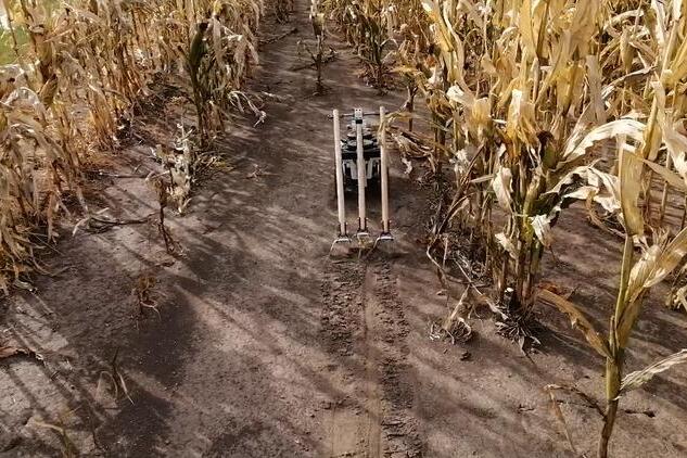 An agricultural robot pulls hoes across the soil between rows of corn.