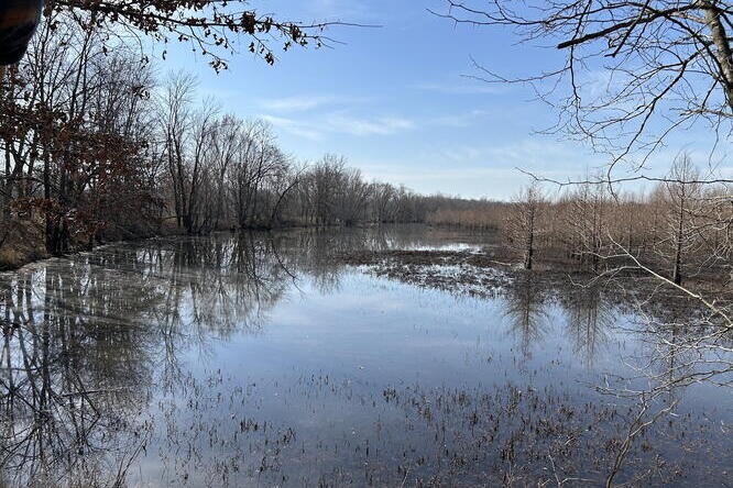 A wetland in the Agricultural Conservation Easement Program in Illinois. A wetland landscape with a blue sky in the background
