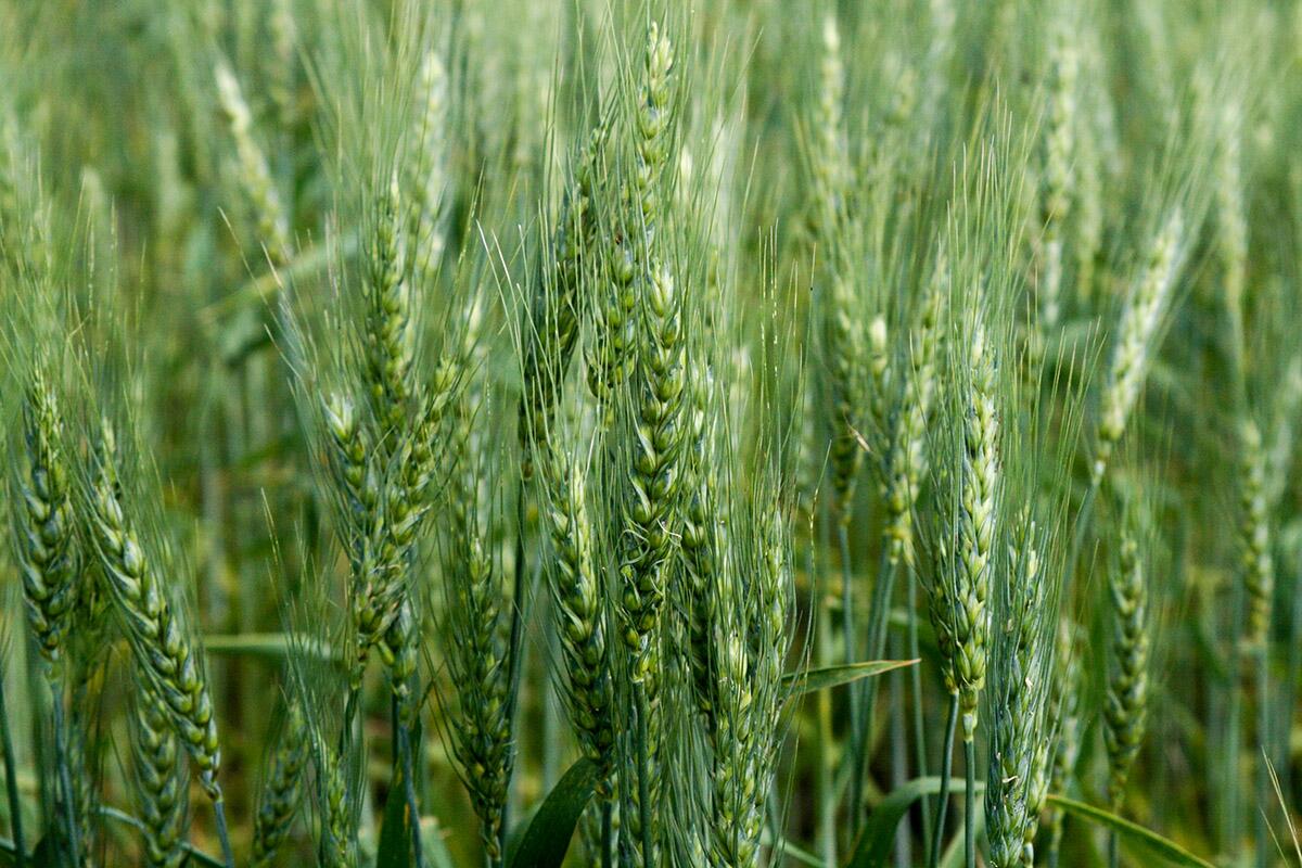 Unraveling the mystery of wheat herbicide tolerance