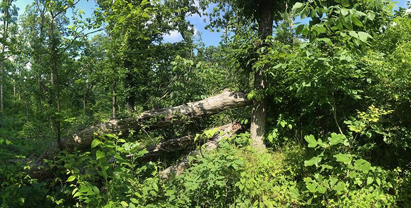 Tornadoes, windstorms pave way for lasting plant invasions