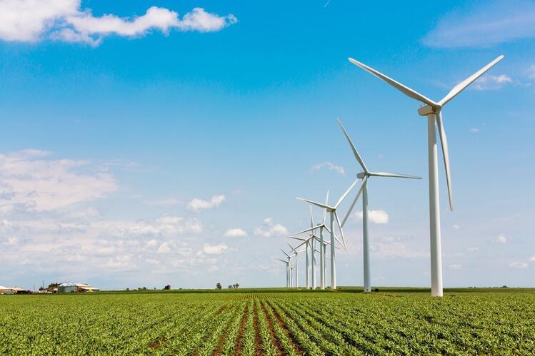 A row of wind turbines stand in a field of low-growing crops