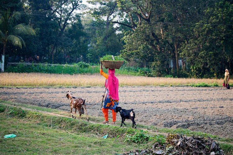 Woman in traditional clothing walks with a basket of vegetables on her head and two goats alongside a field
