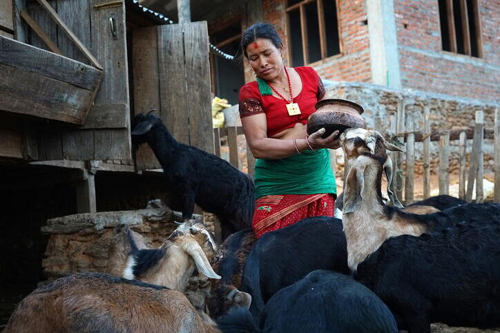 A woman in a red and green dress stands amidst a flock of goats holding a bowl.