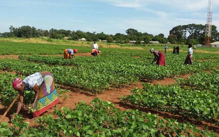 Soybean Innovation Lab provides knowledge that assists soybean production in Africa