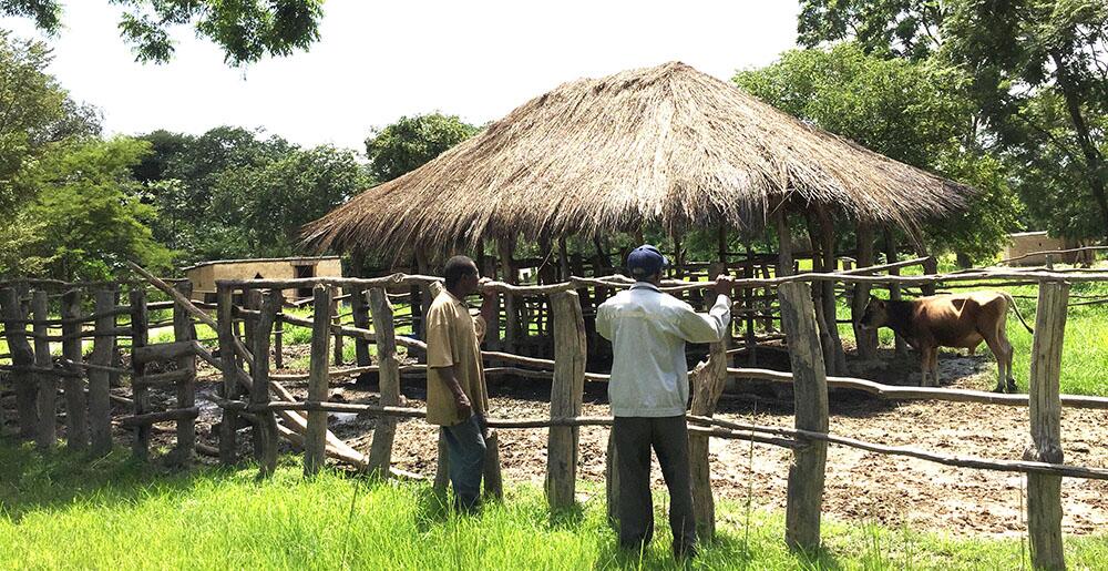 Livestock transfer programs in Zambia can alleviate poverty, but the effects may not last for all households, U of I study shows