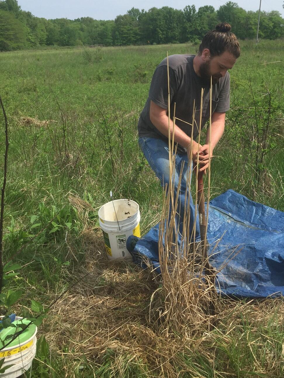 Field technician digs Miscanthus plant out of the ground