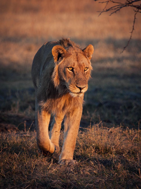 Lion strolling in sunset light