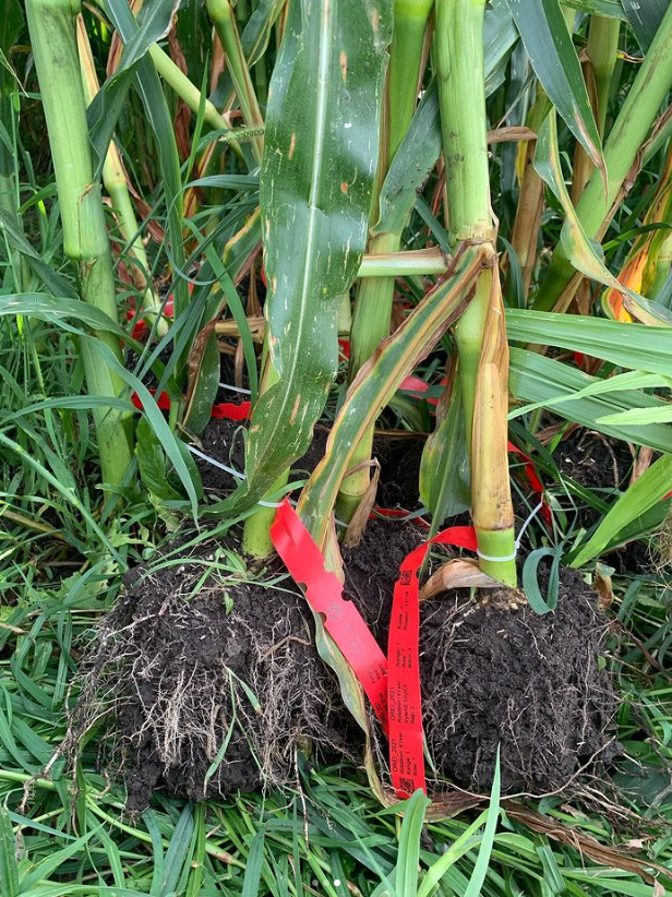 Excavated corn plants showing root ball