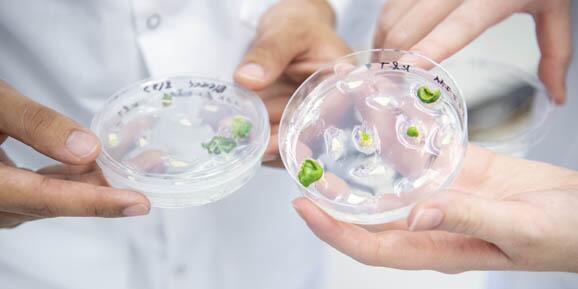 Plant Biotechnology