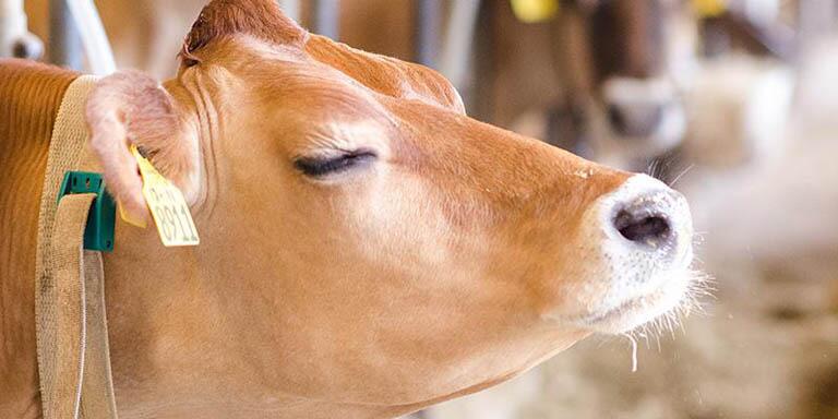 Side profile of a dairy cow