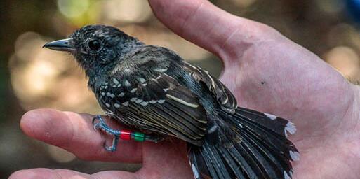 Hand holding a bird