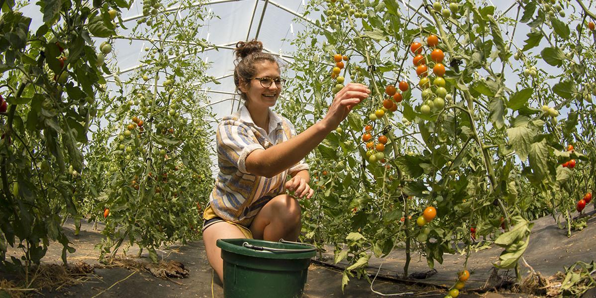 Student harvesting tomatoes in a greenhouse.
