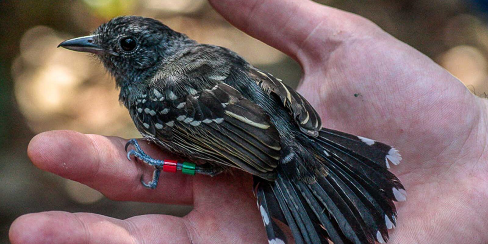 Student holding wild bird.