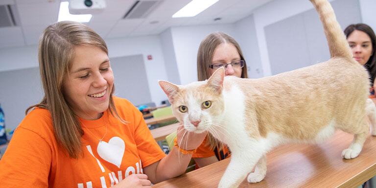 Companion Animal Nutrition Certificate for Nonstudents